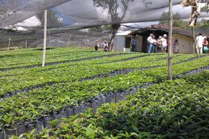 seccion-cultivo3-kafe-loma-verde