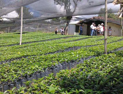 seccion-cultivo3-kafe-loma-verde